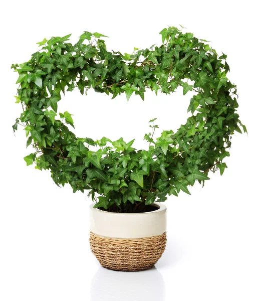 Hjärtformade växt — Stockfoto