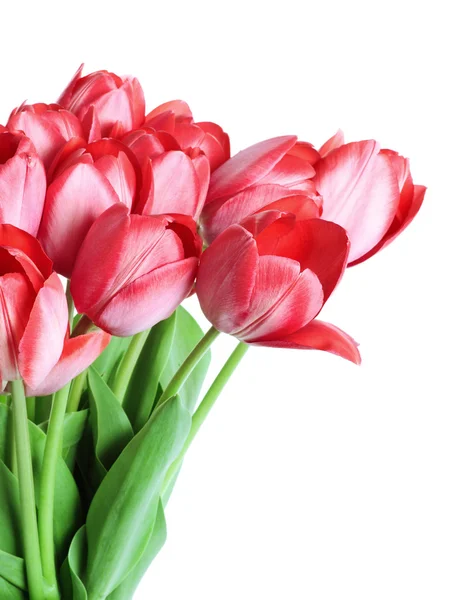 Bunch of Tulips — Stock Photo, Image