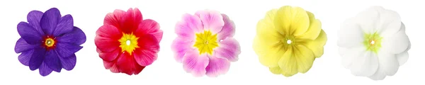 Изолированные первоцветы в ряд — стоковое фото
