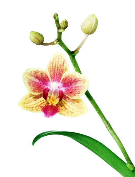 Violett-gelbe Orchidee. — Stockfoto