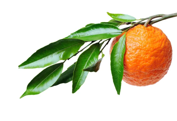 Orange Branch — Stock Photo, Image