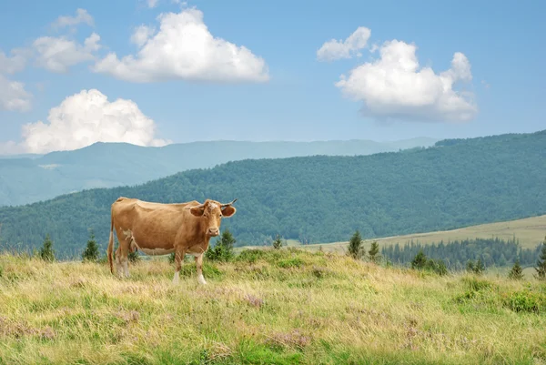 stock image Cow on green mountainside (Carpathian mountain,