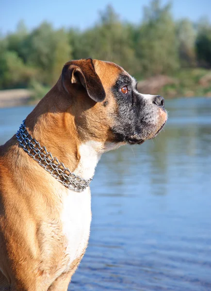 Portretul câinelui Boxer — Fotografie, imagine de stoc
