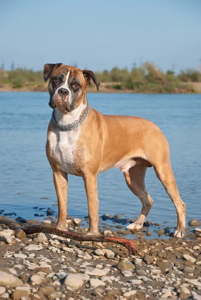 Portretul câinelui Boxer — Fotografie, imagine de stoc