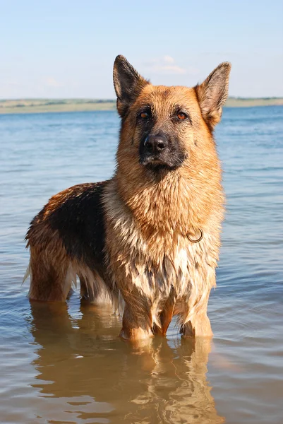 Portretul câinelui de oaie - salvatorul — Fotografie, imagine de stoc