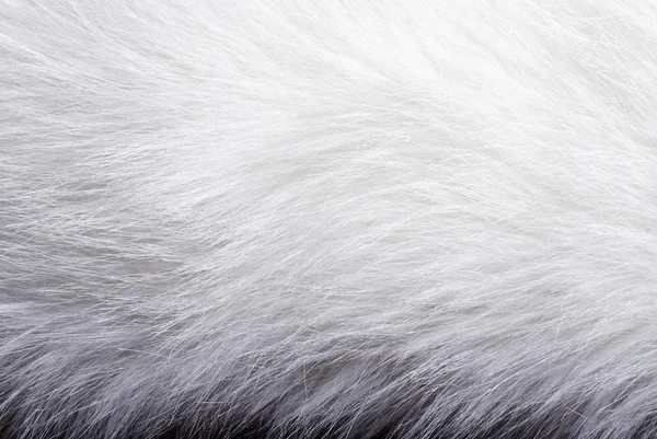 Closeup of white fur — Stock Photo, Image