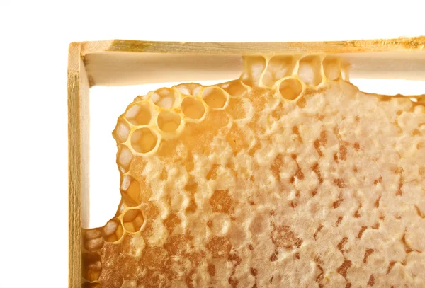 stock image Honeycomb
