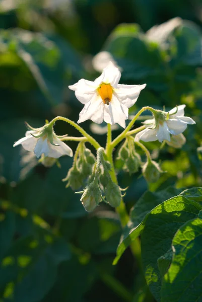 stock image White Potato Blossoms