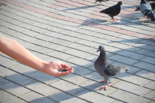 Chico está alimentando a los pájaros — Foto de Stock
