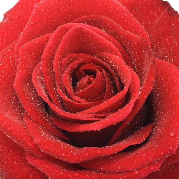 Macro imagen de rosa roja con gotitas de agua. — Foto de Stock