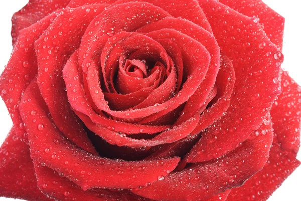 Makro obraz czerwonej róży z kropelkami wody. — Zdjęcie stockowe
