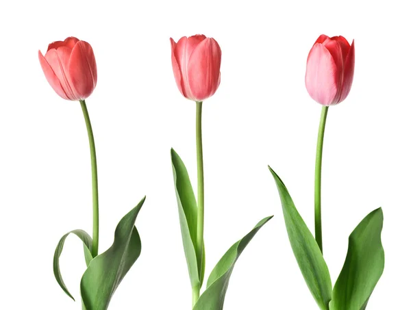 Три красных тюльпана — стоковое фото