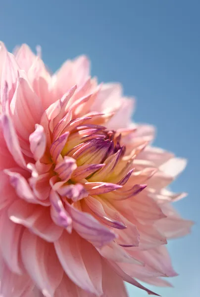 ピンクのダリアのクローズ アップ — ストック写真