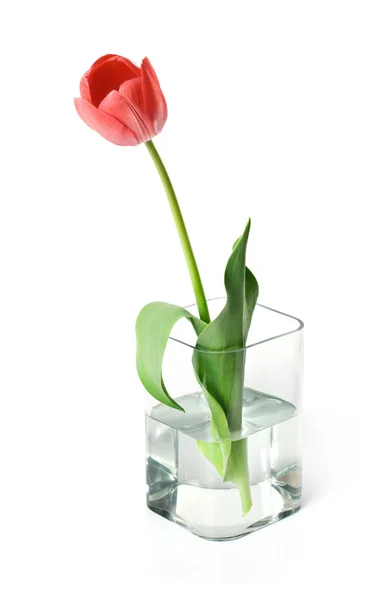 Tulipan w misce — Zdjęcie stockowe