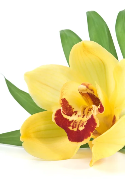 Пальмовый лист и желтая орхидея — стоковое фото