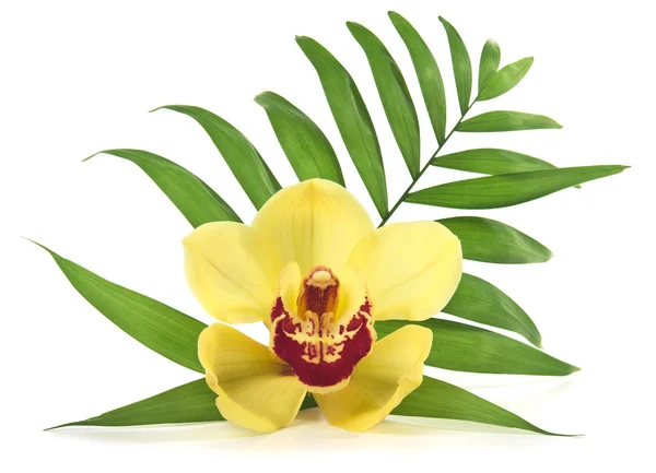 Foglia di palma e orchidea gialla — Foto Stock