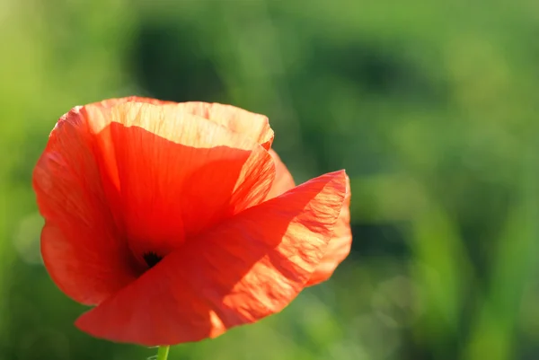 stock image Single red poppy close-up