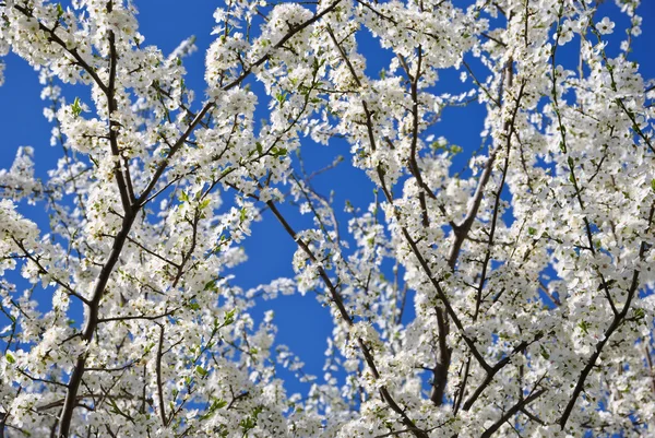 Blooming cherry tree and blue sky — Stock Photo, Image