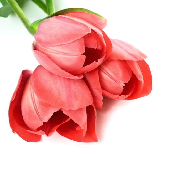 Drzewo czerwone tulipany — Zdjęcie stockowe