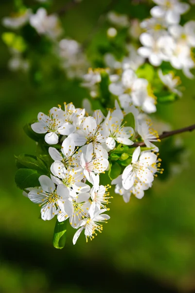 Blooming cherry plum tree — Stock Photo, Image