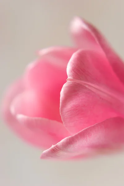 Tulipano rosa. Focus selettivo . — Foto Stock