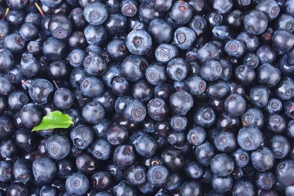 Sweet bilberries as a background