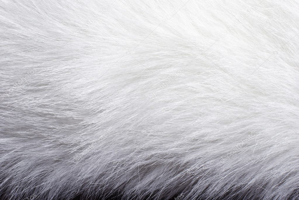 Closeup of white fur — Stock Photo © sedneva #3201491