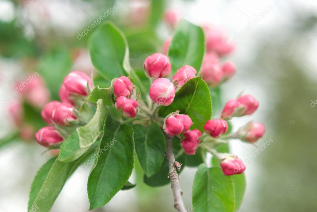 pink plum blossoms |图库照片08anna sedneva#3202353