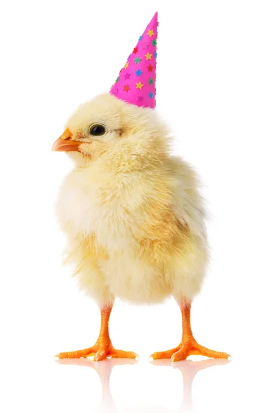 一个戴生日帽的黄鸡 — 图库照片