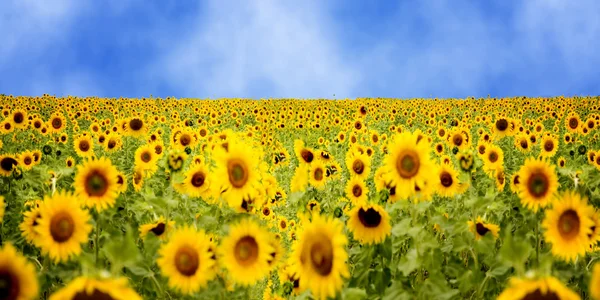태양 꽃 필드 — 스톡 사진