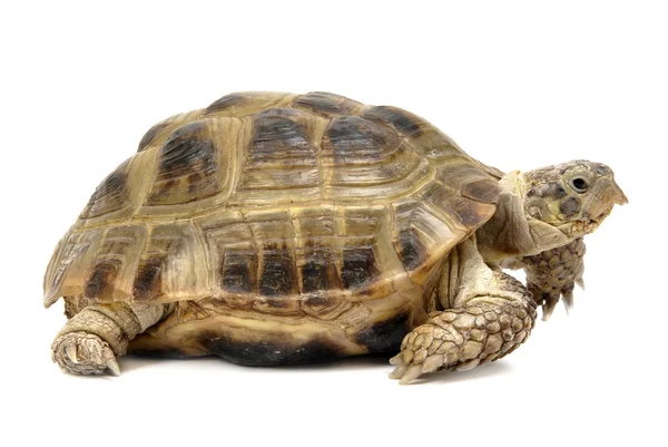Reptilienschildkröte — Stockfoto