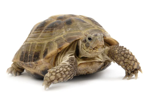 Turtle2 — Stock Photo, Image