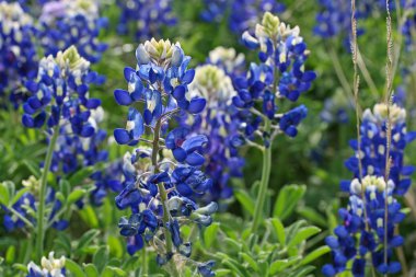 Texas Bluebonnetleri