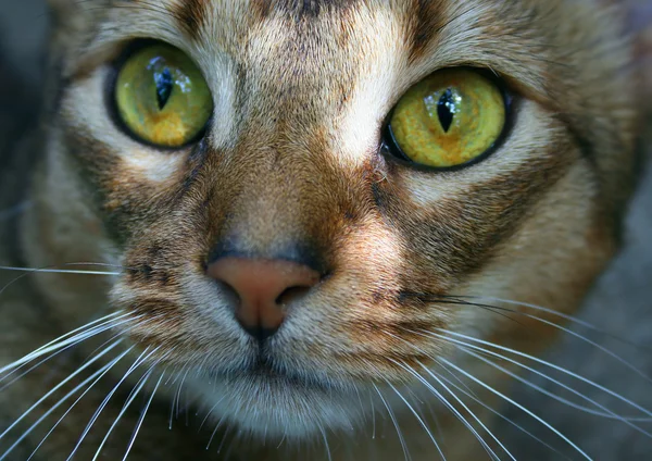 Abyssinsk katt – stockfoto