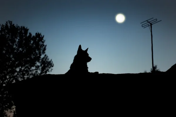 Silhouette of a dog — Stock Photo, Image