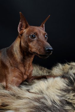 Minyatür pinscher..