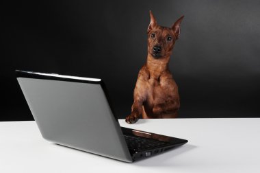 Miniature Pinscher. clipart