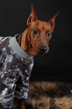 Minyatür pinscher..