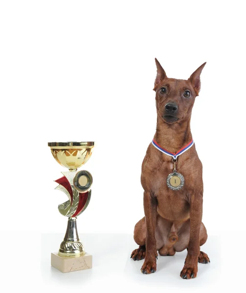 stock image Miniature Pinscher.