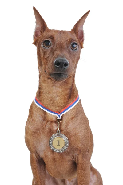 stock image Miniature Pinscher.