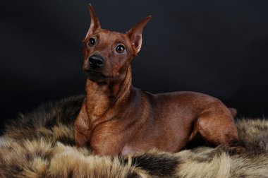 Minyatür pinscher..