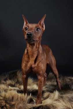 Minyatür pinscher..