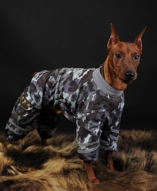 Minyatür pinscher..