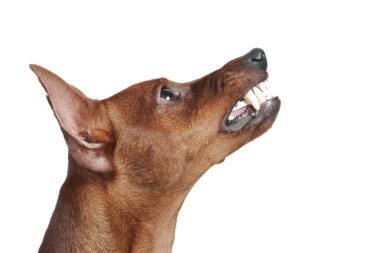 Miniature Pinscher. clipart