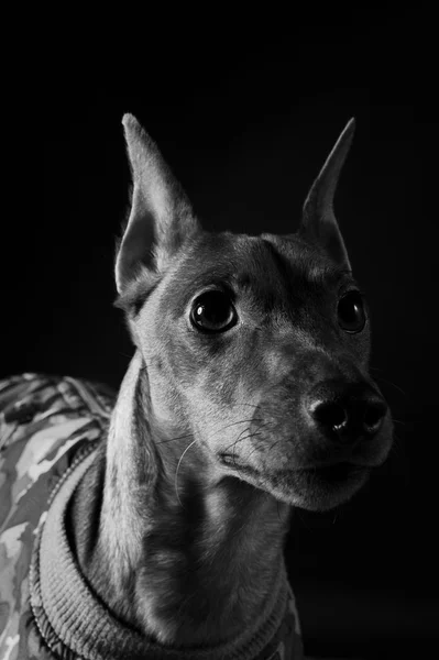 stock image Miniature Pinscher.