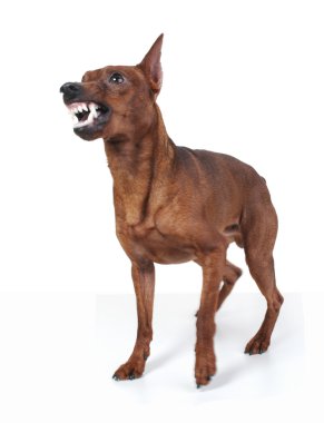 Miniature Pinscher. clipart