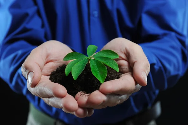 Stock image Green sprout