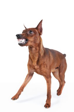 Image of a Miniature Pinscher. Isolated on white background clipart