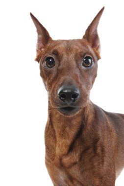 Miniature Pinscher. clipart