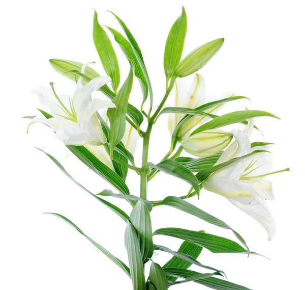 Krásné lilie bílé květy — Stock fotografie